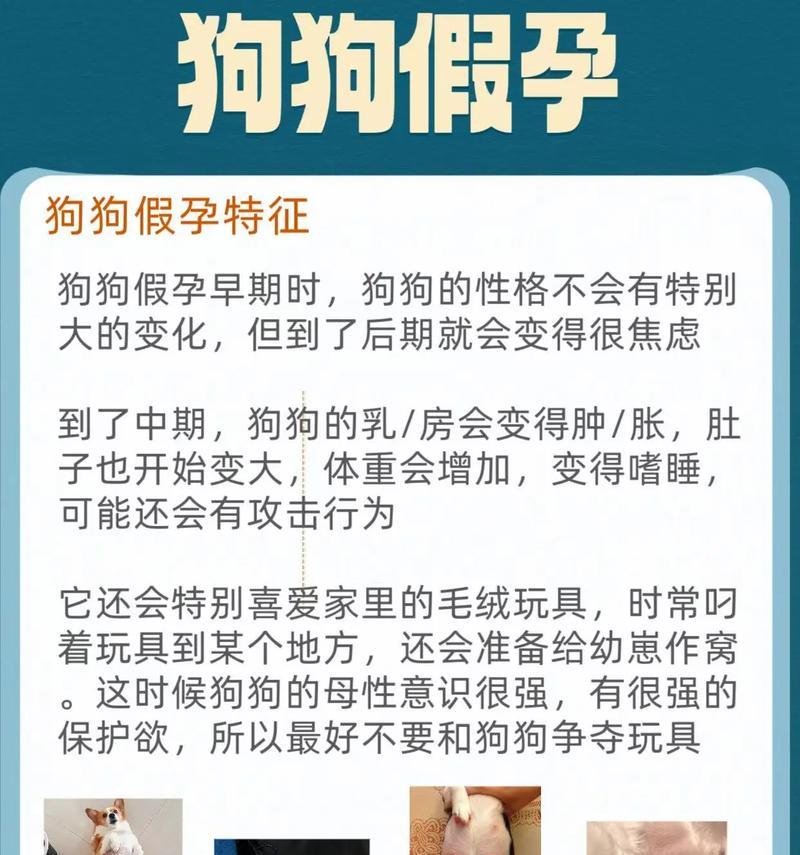 狗狗怀孕多久肚子涨？（揭开狗狗怀孕肚子涨的奥秘）