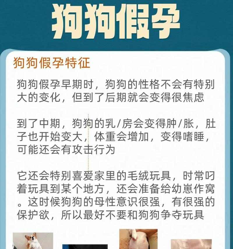 狗狗怀孕多久肚子涨｜新手养狗必备指南