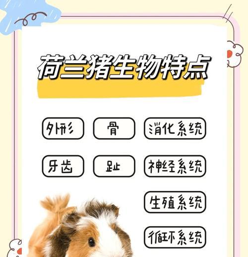 正确洗澡方式（保持荷兰猪健康与舒适的洗澡技巧）