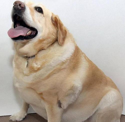 探究狗狗为何会吃草（解释狗狗吃草的原因及如何应对）