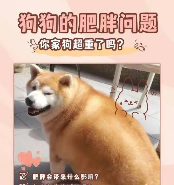 探究狗狗为何会吃草（解释狗狗吃草的原因及如何应对）