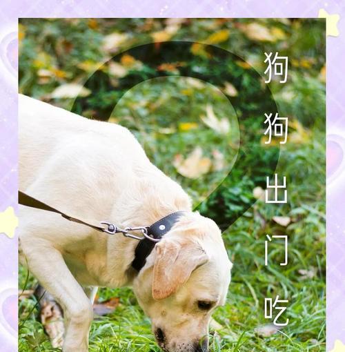探究狗狗为何会吃草（解释狗狗吃草的原因及如何应对）