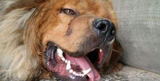 狗狗胃结石（了解狗狗胃结石的症状，保护我们的忠诚伙伴）