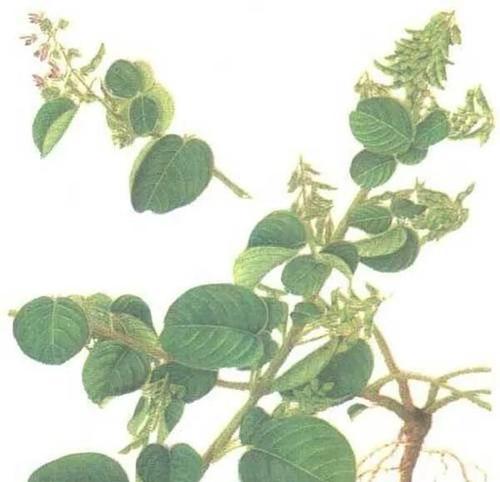 狗狗胃结石（了解狗狗胃结石的症状，保护我们的忠诚伙伴）