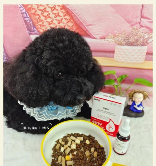 狗狗胃结石症状与防治指南｜宠物健康核心技巧