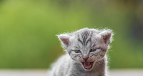 解决新出生猫咪怕生问题的方法（教你如何帮助小猫克服害羞和恐惧）
