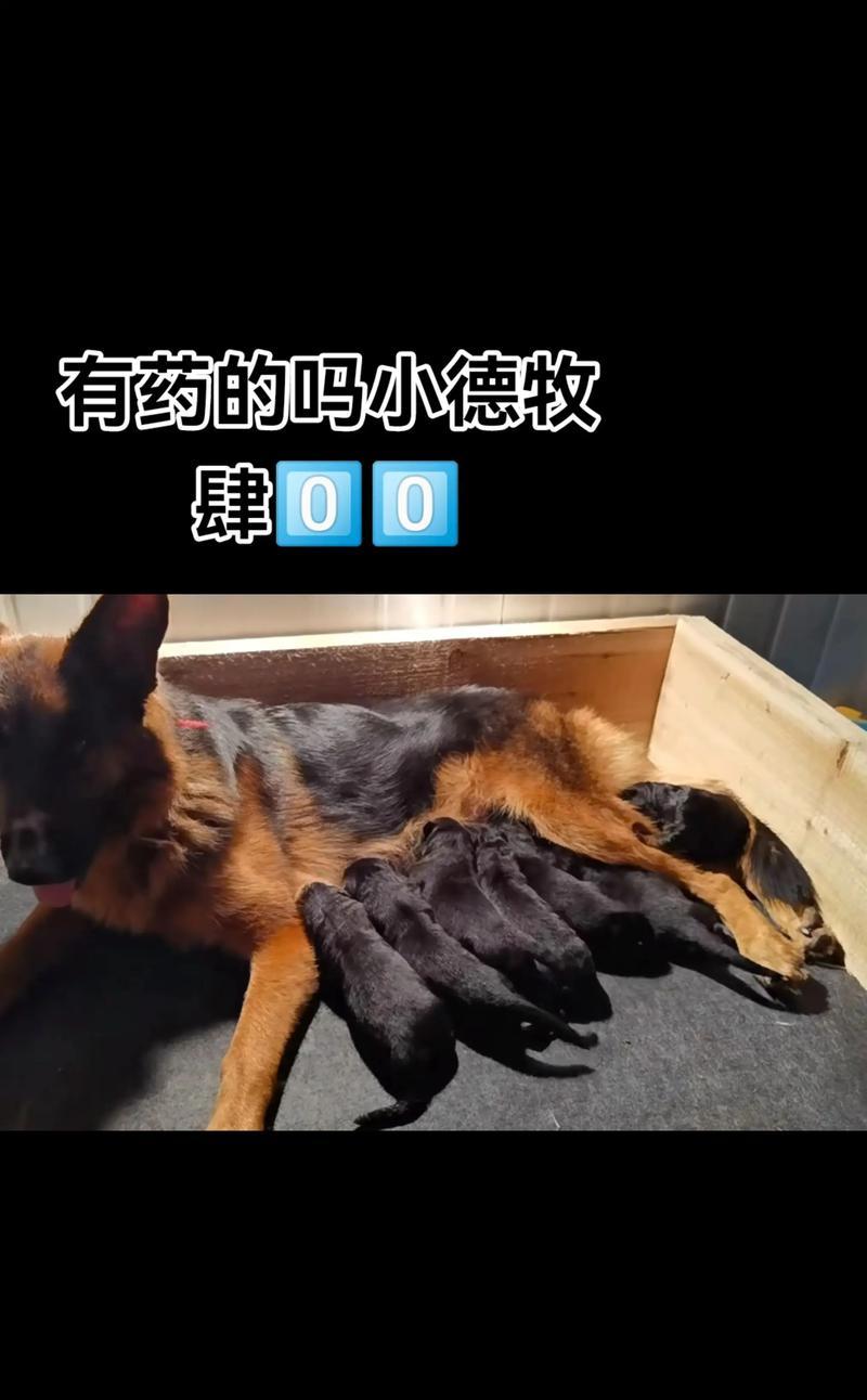 以德牧生娃多久可以洗澡？（了解以德牧生娃后适宜的洗澡时间和方法）