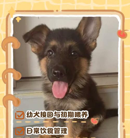 以德牧生娃多久可以洗澡？（了解以德牧生娃后适宜的洗澡时间和方法）