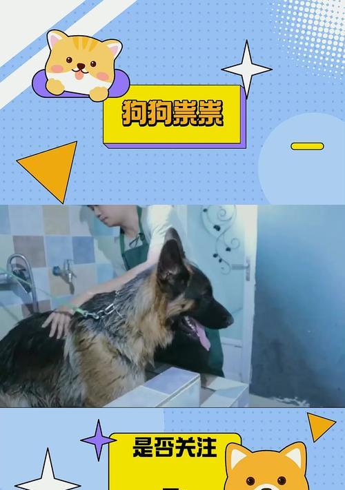 以德牧生娃多久可以洗澡？（了解以德牧生娃后适宜的洗澡时间和方法）