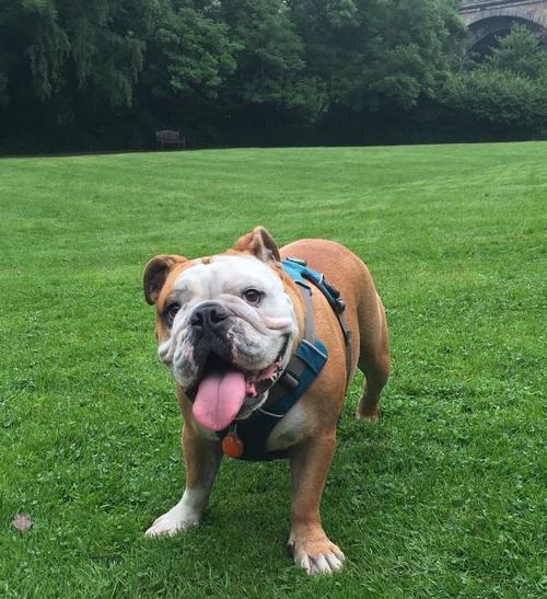 明星养英牛之奢华养牛圈（揭秘明星名人私人养牛场，探寻明星养牛的奢华与乐趣）