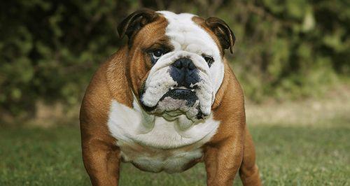 明星养英牛之奢华养牛圈（揭秘明星名人私人养牛场，探寻明星养牛的奢华与乐趣）