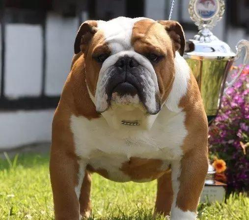 明星养英牛之奢华养牛圈（揭秘明星名人私人养牛场，探寻明星养牛的奢华与乐趣）