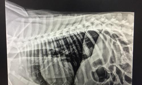 狗肠梗阻手术（了解狗肠梗阻手术后的恢复时间以及关键因素，让你的宠物更快康复）