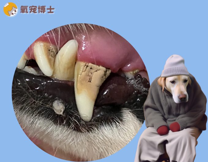 狗狗牙结石怎么形成的？