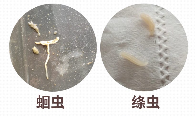 狗狗在地上摩擦屁股