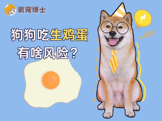 狗狗可以吃生鸡蛋吗？