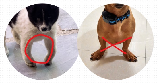 狗狗缺钙的症状