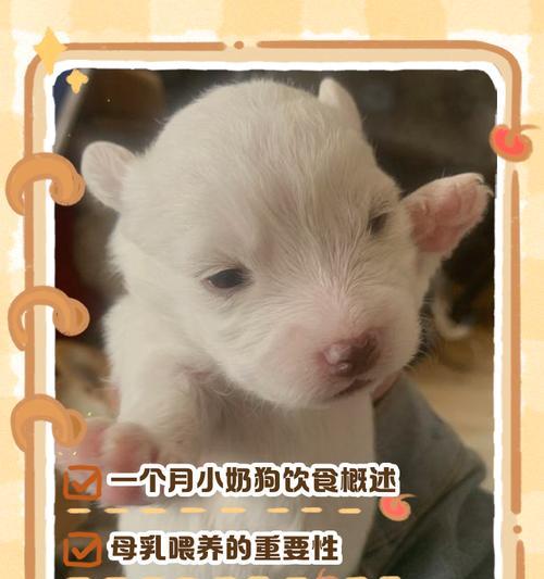 小奶狗的睡眠需求——以满月为界（了解小奶狗满月后的睡眠时长和注意事项）