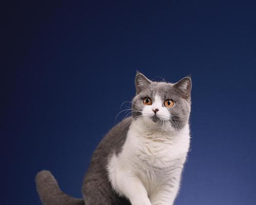 TheVarietyofCoatColorsinBritishShorthairCats（ExploringtheMultitudeofColorsinBritishShorthairCats）