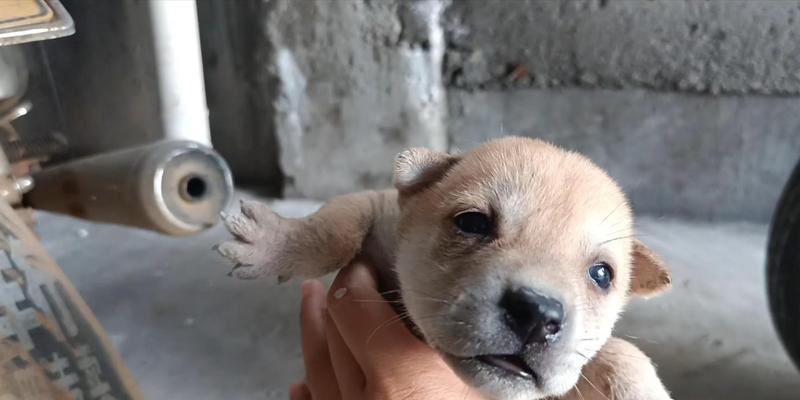 小奶狗的睡眠需求——以满月为界（了解小奶狗满月后的睡眠时长和注意事项）