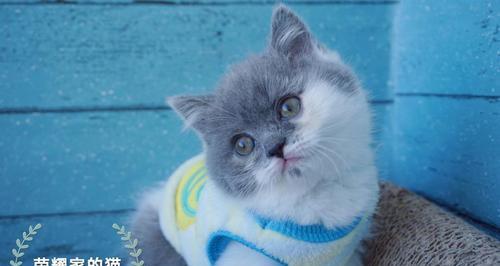 TheVarietyofCoatColorsinBritishShorthairCats（ExploringtheMultitudeofColorsinBritishShorthairCats）