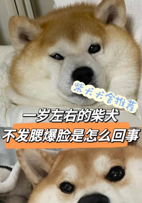 为什么我的家六个月大的柴犬不爆脸？（了解柴犬生长发育的关键，让你的宠物爆脸吧！）