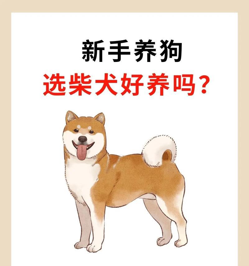 为什么我的家六个月大的柴犬不爆脸？（了解柴犬生长发育的关键，让你的宠物爆脸吧！）