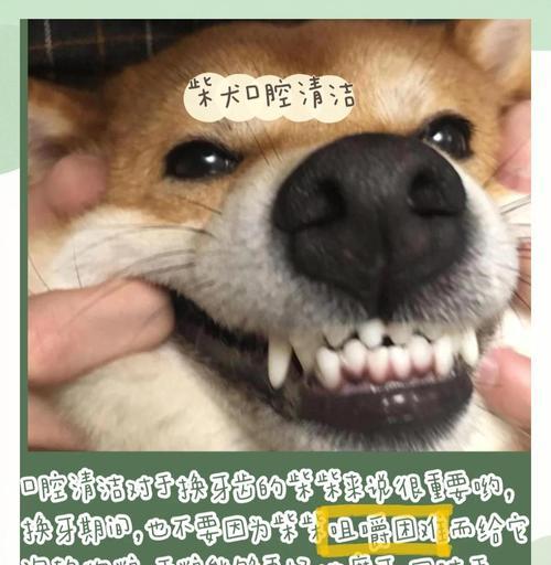 为什么我的家六个月大的柴犬不爆脸？（了解柴犬生长发育的关键，让你的宠物爆脸吧！）