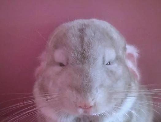 龙猫世界中的色彩盛宴（探索龙猫的丰富多彩之旅）