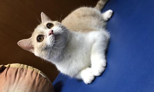 英国短毛猫毛色种类全攻略