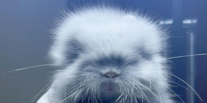 龙猫世界中的色彩盛宴（探索龙猫的丰富多彩之旅）