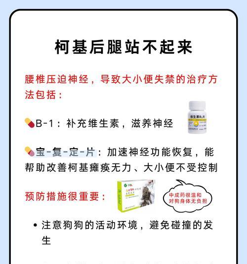 柯基犬便秘的原因以及解决办法（帮助你家的柯基犬摆脱便秘困扰）