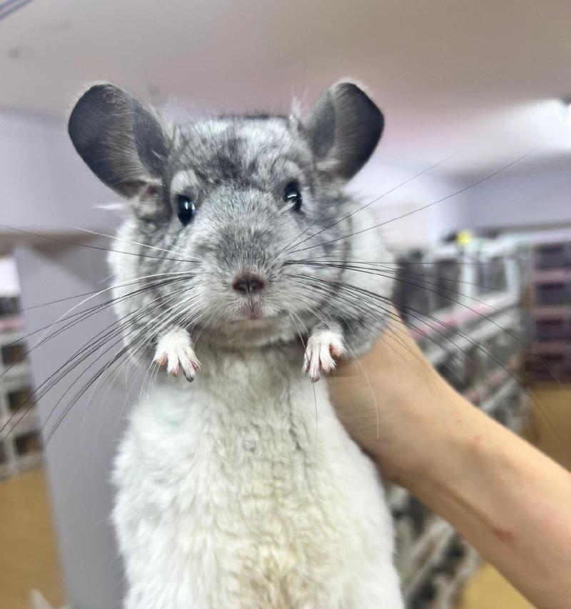 龙猫世界中的色彩盛宴（探索龙猫的丰富多彩之旅）