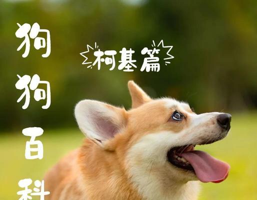 柯基犬便秘的原因以及解决办法（帮助你家的柯基犬摆脱便秘困扰）