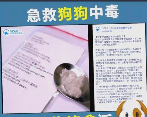 狗狗吃了哪些植物会中毒？（了解植物中毒风险，保护爱犬健康）