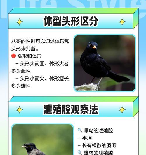 花八哥换毛周期与注意事项｜科学护理全攻略