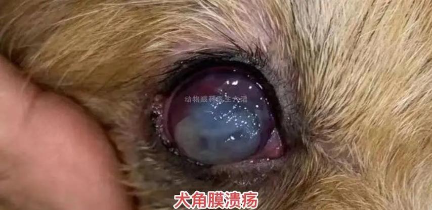 狗狗眼睛常见疾病及预防方法全攻略