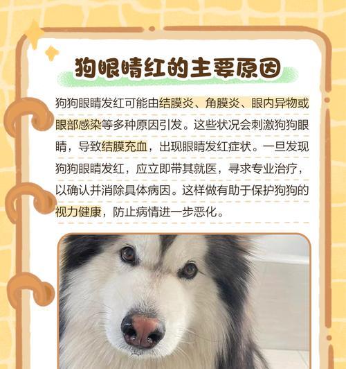 狗狗眼睛常见疾病及预防方法（了解你的狗狗眼睛的常见问题，提前预防疾病！）