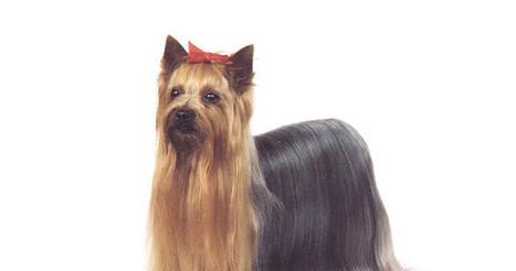 约克夏的优缺点及适合新手主人的养狗指南（了解约克夏的特点和适应性，为新手主人提供合适的养狗建议）