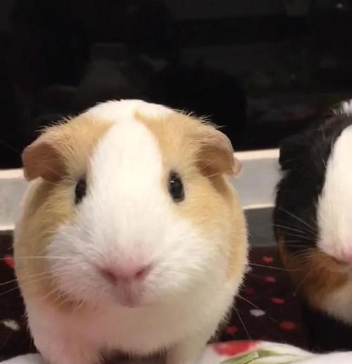 荷兰猪便血的问题及处理方法（荷兰猪便血的原因、危险性和应对措施）