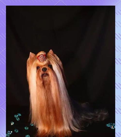 约克夏的优缺点及适合新手主人的养狗指南（了解约克夏的特点和适应性，为新手主人提供合适的养狗建议）