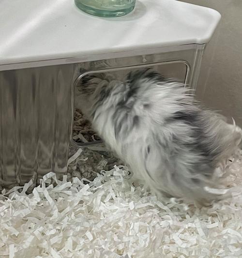 仓鼠垫材的更换频率对仓鼠健康的影响（仓鼠垫材更换周期的重要性及正确方法）