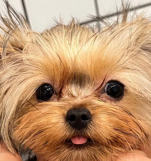 约克夏的优缺点及适合新手主人的养狗指南（了解约克夏的特点和适应性，为新手主人提供合适的养狗建议）