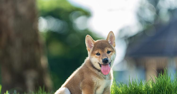 狗狗大姨妈周期及（了解狗狗大姨妈周期，让爱宠更健康）