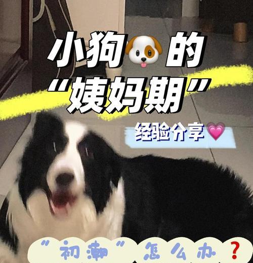 狗狗大姨妈周期及（了解狗狗大姨妈周期，让爱宠更健康）