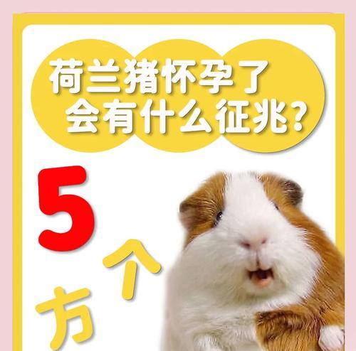 荷兰猪便血的问题及处理方法（荷兰猪便血的原因、危险性和应对措施）