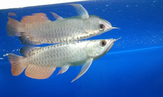 龙鱼拒食多久才会开口？（探索龙鱼食欲丧失的时间界限）