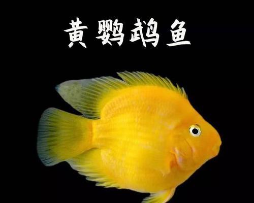 地图鱼的一天（探索地图鱼生活中的日夜节奏，解密它们每天的光照需求）