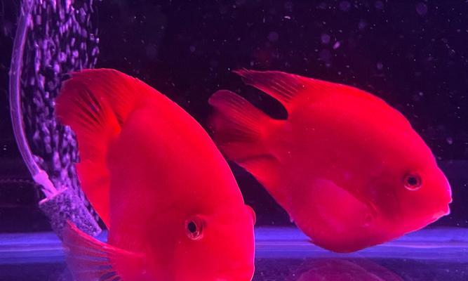 地图鱼的一天（探索地图鱼生活中的日夜节奏，解密它们每天的光照需求）