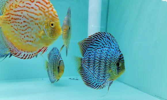 地图鱼的一天（探索地图鱼生活中的日夜节奏，解密它们每天的光照需求）